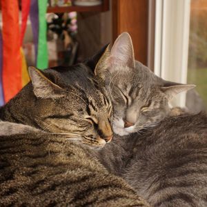 Meet your Posher, Harry